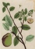 Груша (Pyrus (лат.)) — род деревьев и кустарников семейства розовые (лист 453 "Гербария" Элизабет Блеквелл, изданного в Нюрнберге в 1760 году)