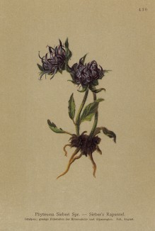 Кольник Зибера (Phyteuma Sieberi (лат.)) (из Atlas der Alpenflora. Дрезден. 1897 год. Том V. Лист 430)