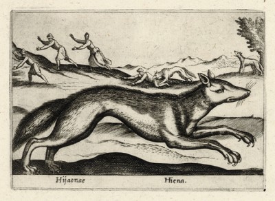 Гиена (лист из альбома Nova raccolta de li animali piu curiosi del mondo disegnati et intagliati da Antonio Tempesta... Рим. 1651 год)