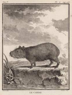 Капибара (водосвинка) -- самый крупный грызун современности (лист L иллюстраций к пятому тому знаменитой "Естественной истории" графа де Бюффона, изданному в Париже в 1755 году)