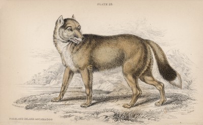 Дикая собака агуара (Dusicyon Antarticus (лат.)), обитающая на Фолклендских островах (лист 23 тома IV "Библиотеки натуралиста" Вильяма Жардина, изданного в Эдинбурге в 1839 году)