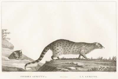 Генетта (лист из La ménagerie du muséum national d'histoire naturelle ou description et histoire des animaux... -- знаменитой в эпоху Наполеона работы по натуральной истории)