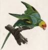 Желтоголовый амазон (лист 33 иллюстраций к первому тому Histoire naturelle des perroquets Франсуа Левальяна. Изображения попугаев из этой работы считаются одними из красивейших в истории. Париж. 1801 год)
