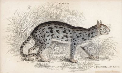Дикий непальский кот (Felis Nepalensis (лат.)) (лист 23 тома III "Библиотеки натуралиста" Вильяма Жардина, изданного в Эдинбурге в 1834 году)