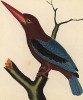 Гигантский зимородок, живущий на Мадагаскаре (из Table des Planches Enluminées d'Histoire Naturelle de M. D'Aubenton (фр.). Утрехт. 1783 год (лист 232))