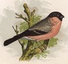 Снегирь (англ. Bullfinch). Лист из издания Анны Пратт Our Native Songsters. Лондон, 1852
