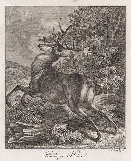 Торопящийся олень. Гравюра Иоганна Элиаса Ридингера из Entwurff Einiger Thiere ..., Аугсбург, 1738. 