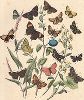 Бабочки-голубянки: червонцы и зефиры, а также бабочки семейства толстоголовок. "Книга бабочек" Фридриха Берге, Штутгарт, 1870. 