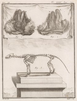 Скелет (лист XXXV иллюстраций к девятому тому знаменитой "Естественной истории" графа де Бюффона, изданному в Париже в 1761 году)