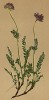 Язвенник Жакена (Anthyllis Jacquini (лат.)) (из Atlas der Alpenflora. Дрезден. 1897 год. Том III. Лист 245)