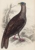 Самка пёстрого фазана (Euplocomus ignitus (лат.)) (лист 20 тома XX "Библиотеки натуралиста" Вильяма Жардина, изданного в Эдинбурге в 1834 году)