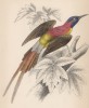 Нектарница Nectarinia phenicura (лат.) (лист 29 тома XVI "Библиотеки натуралиста" Вильяма Жардина, изданного в Эдинбурге в 1843 году)