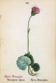 Подбельник альпийский (Homogyne alpina (лат.)) (лист 202 известной работы Йозефа Карла Вебера "Растения Альп", изданной в Мюнхене в 1872 году)