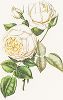 Чайная роза Мадам Виллермоз. С литографии Генри Кёртиса из издания "Магия розы". Штутгарт, 1963 г.