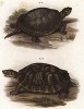Европейская черепаха (Emys europaea) и водяная черепаха Clemmys serrata (лат.)) (из Naturgeschichte der Amphibien in ihren Sämmtlichen hauptformen. Вена. 1864 год)