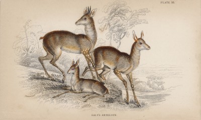 Антилопы дик-дик (Салта) (Neotragus Saltiana (лат.)) (лист 33 тома XI "Библиотеки натуралиста" Вильяма Жардина, изданного в Эдинбурге в 1843 году)