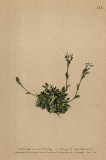 Крупка махровая (войлочная) (Draba tomentosa (лат.)) (из Atlas der Alpenflora. Дрезден. 1897 год. Том II. Лист 161)