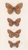 Бабочки рода Argynnis (перламутровки) 1.Daphne, 2.Ino, 3.Euphrosine и 4.Dia (лат.) (лист 16)
