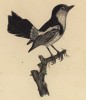 Мухоловка (Musicapa alectrura (лат.)) (лист из альбома литографий "Галерея птиц... королевского сада", изданного в Париже в 1822 году)
