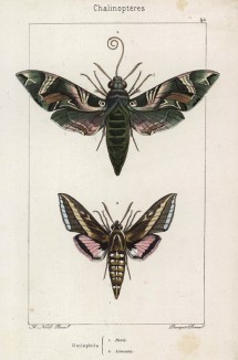 Бабочки рода Deilephila Neru (1) и Deilephila Lineata (2) (лат.) (лист 42)