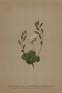 Крупка холодная (Draba frigida (лат.)) (из Atlas der Alpenflora. Дрезден. 1897 год. Том II. Лист 162)