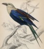 Сизоворонка, или ракша, или "зелёная ворона". Название "ракша" связано со звукоподражательным "рокотать" (Coracias cyanogaster (лат.)) (лист 13 тома XXIII "Библиотеки натуралиста" Вильяма Жардина, изданного в Эдинбурге в 1843 году)