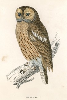Рыжая сова (Tawny Owl (англ.))