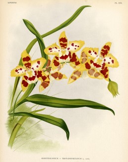 Орхидея ODONTOGLOSSUM x TROYANOFSKYANUM (лат.) (лист DXL Lindenia Iconographie des Orchidées - обширнейшей в истории иконографии орхидей. Брюссель, 1896)
