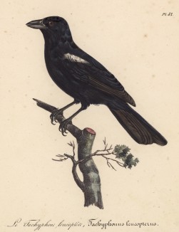 Расписная танагра (Tachyphonus leucopterus (лат.)) (лист из альбома литографий "Галерея птиц... королевского сада", изданного в Париже в 1822 году)