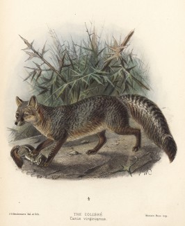 Лиса серая (the colishe (англ.)) (лист XX иллюстраций к известной работе Джорджа Миварта "Семейство волчьих". Лондон. 1890 год)