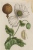 Мак белый (Papaver album (лат.)) из семейства маковые (лист 482 "Гербария" Элизабет Блеквелл, изданного в Нюрнберге в 1760 году)