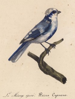 Белая лазоревка (Parus cyaneus (лат.)) (лист из альбома литографий "Галерея птиц... королевского сада", изданного в Париже в 1822 году)