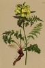 Мытник густолистный (Pedicularis folios (лат.)) (из Atlas der Alpenflora. Дрезден. 1897 год. Том IV. Лист 394)