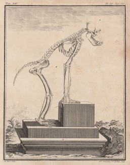 Скелет павиана (лист XV иллюстраций к четырнадцатому тому знаменитой "Естественной истории" графа де Бюффона, изданному в Париже в 1766 году)