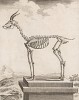 Скелет на постаменте (лист XXV иллюстраций к двенадцатому тому знаменитой "Естественной истории" графа де Бюффона, изданному в Париже в 1764 году)