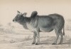 Бык зебу (Taurus Indicus (лат.)) (лист 26 тома X "Библиотеки натуралиста" Вильяма Жардина, изданного в Эдинбурге в 1843 году)