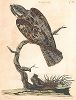 Козодой, самочка. Иллюстрация Питера Пайу из The British Zoology, Class II Birds, л.97, Лондон, 1766. 