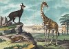 Жирафы, дикая коза и газель на фоне природы. Берлин, 1890-е гг.