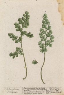 Адиантум обыкновенный (женский волос) (Adianthum vulgare (лат.)) (лист 376 "Гербария" Элизабет Блеквелл, изданного в Нюрнберге в 1757 году)