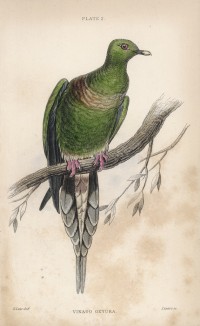 Клинохвостый (острохвостый) голубь (Vinago oxyura (лат.)) (лист 2 тома XIX "Библиотеки натуралиста" Вильяма Жардина, изданного в Эдинбурге в 1843 году)