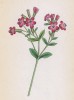 Мыльнянка базиликовидная (Saponaria ocymoides (лат.)) (лист 87 известной работы Йозефа Карла Вебера "Растения Альп", изданной в Мюнхене в 1872 году)
