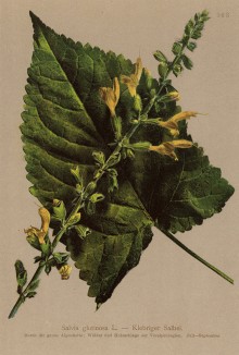 Шалфей железистый, или шалфей клейкий (Salvia glutinosa (лат.)) (из Atlas der Alpenflora. Дрезден. 1897 год. Том IV. Лист 363)