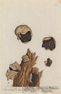 Бузинные грибы (аурикулярия уховидная, или иудино ухо) (Auricularia auricula-judae (лат.)) — гриб семейства аурикуляриевые (лист 334 "Гербария" Элизабет Блеквелл, изданного в Нюрнберге в 1757 году)