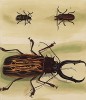 Африканские жуки-дровосеки, изображённые Франсуа Мартине в Table des Planches Enluminées d'Histoire Naturelle de M. D'Aubenton (фр.). Утрехт. 1783 год (лист 90)