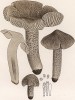 Неогигроцибе щелочная, или рядовка тёмная, Tricholoma murinaceum Bull. (лат.). Дж.Бресадола, Funghi mangerecci e velenosi, т.I, л.36. Тренто, 1933