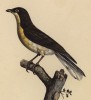 Большой медоуказчик из семейства дятловые (лист из альбома литографий "Галерея птиц... королевского сада", изданного в Париже в 1822 году)