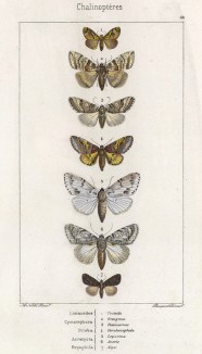 Бабочки родов Limacodes, Cymatphora, Diloba, Acronycta и Briophila (лат.) (лист 68)