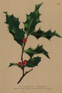 Падуб остролистный (Ilex Aquifolium (лат.)) (из Atlas der Alpenflora. Дрезден. 1897 год. Том III. Лист 265)