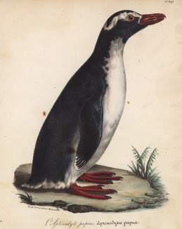 Пингвин папуа (лист из альбома литографий "Галерея птиц... королевского сада", изданного в Париже в 1825 году)