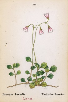 Линнея северная (Linnaea borealis (лат.)) (лист 190 известной работы Йозефа Карла Вебера "Растения Альп", изданной в Мюнхене в 1872 году)